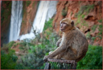 private Ouzoud waterfalls day trip